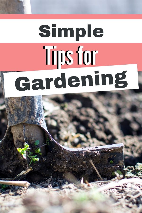 Simple Tips For New Gardeners