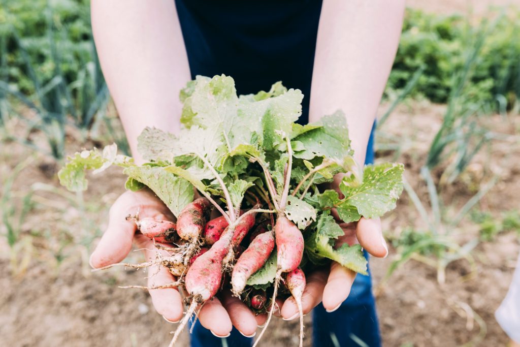 How To Stock Food Stores For New Urban Homesteaders