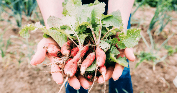 Girl with handful of pink radishes
