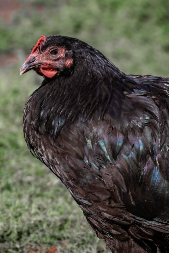 Black Australorp Dual Purpose Chicken Breed in Green Grass Looking.